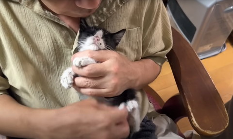 抱っこされて目瞑る子猫