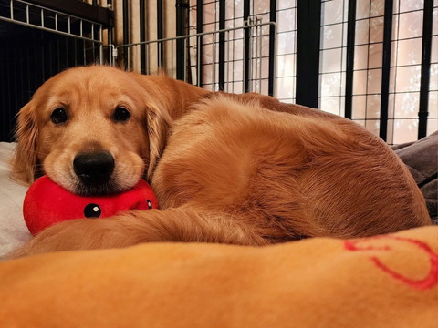 赤いクッションくわえてるワンコ