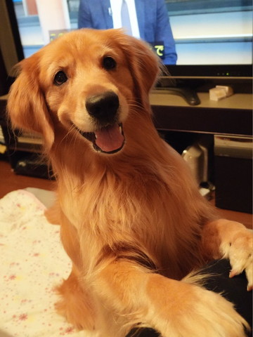 笑顔で飼い主のひざに前足添えるワンコ