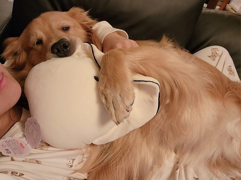 飼い主の上でクッションくわえるワンコ