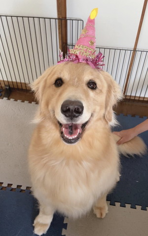誕生日のワンコ