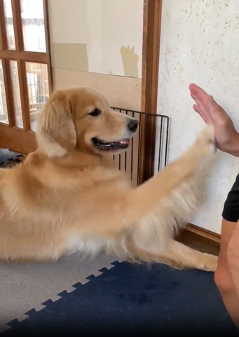 お父さんとハイタッチするワンコ