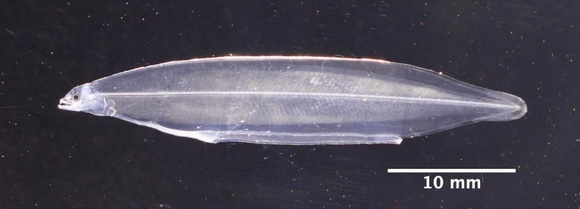 ウナギ 完全養殖