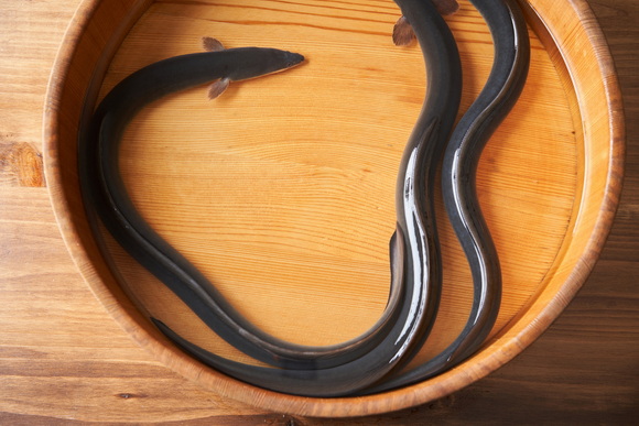 ウナギ 完全養殖