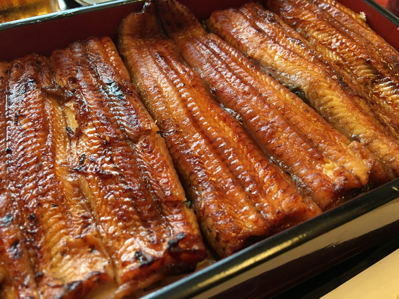 ウナギ 完全養殖