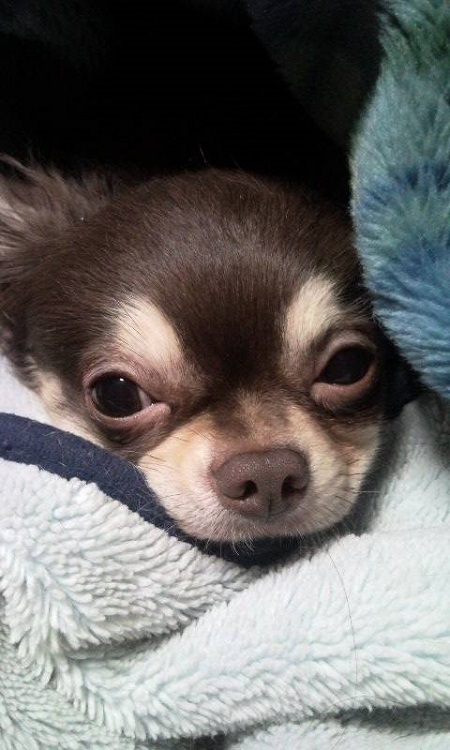 布団にくるまるロングコートチワワ