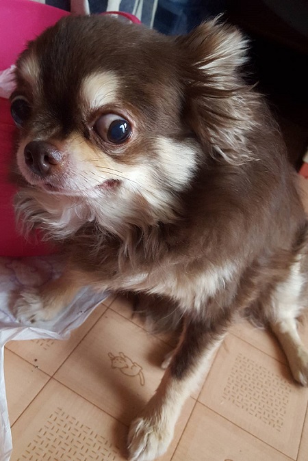 座ってるロングコートチワワ