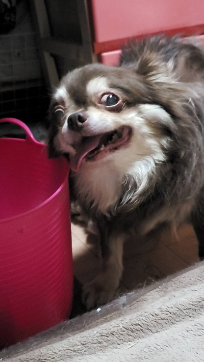 笑顔のロングコートチワワ