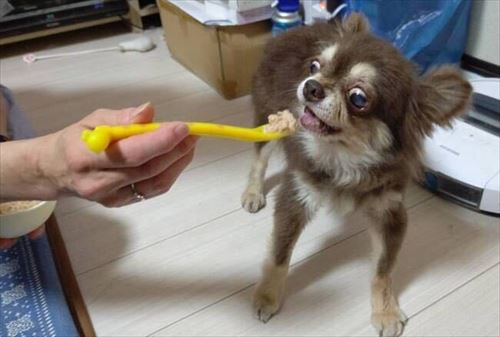 介護中のロングコートチワワ