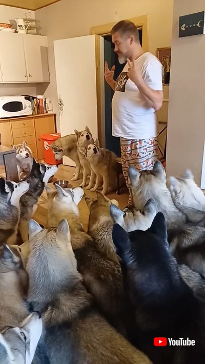 朝ごはんハスキー