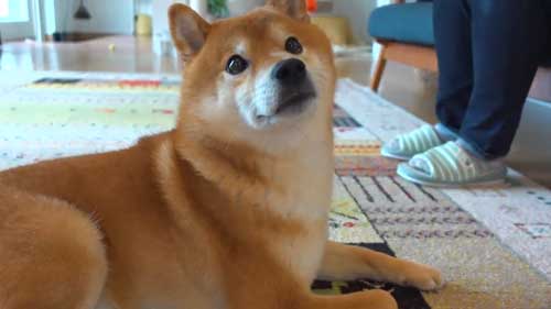 動物病院の駐車場で全てを察する柴犬の表情