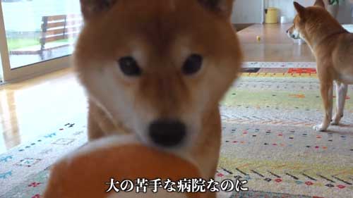 動物病院の駐車場で全てを察する柴犬の表情