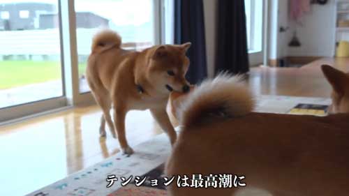 動物病院の駐車場で全てを察する柴犬の表情