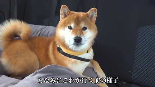 動物病院の駐車場で全てを察する柴犬の表情