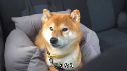 動物病院の駐車場で全てを察する柴犬の表情