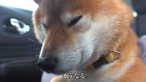 動物病院の駐車場で全てを察する柴犬の表情