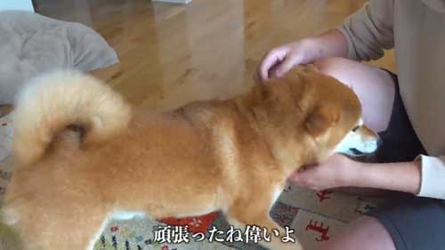 動物病院の駐車場で全てを察する柴犬の表情