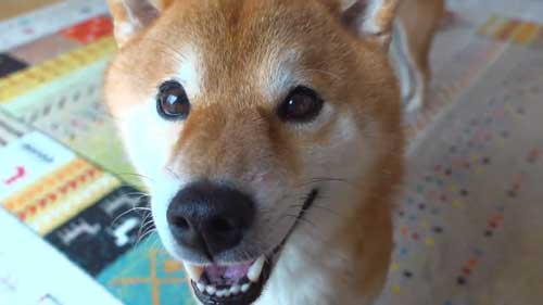 動物病院の駐車場で全てを察する柴犬の表情