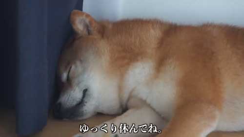 動物病院の駐車場で全てを察する柴犬の表情