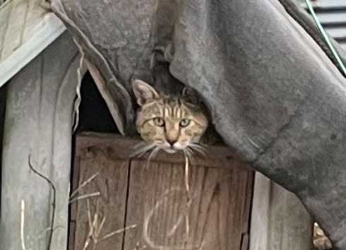 野良猫の住処