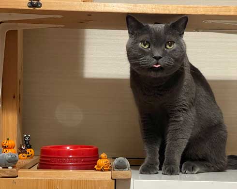 ごはん足りない猫