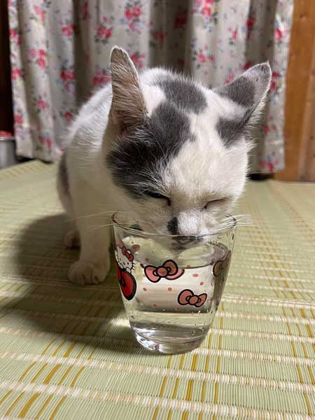水飲む猫