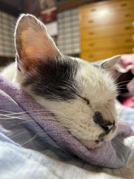 猫の寝顔