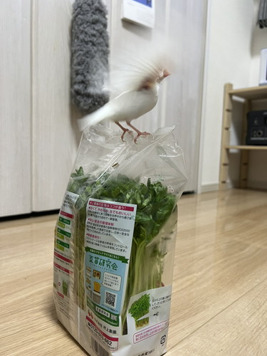 飛び立ちそうな文鳥