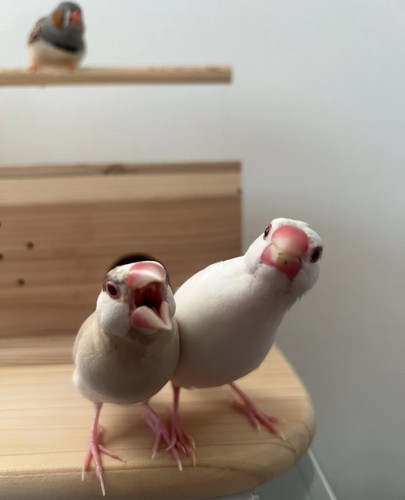 文鳥2羽