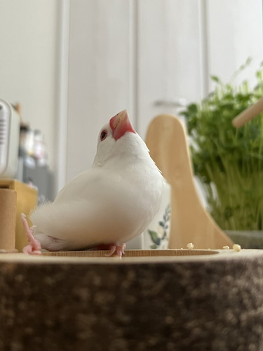 えっへんする文鳥