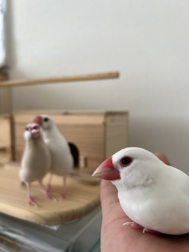 手に乗る文鳥