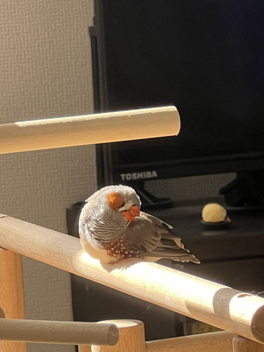 文鳥日向ぼっこ