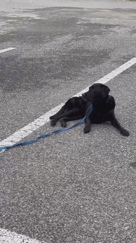 オヤツフェイントで乗車