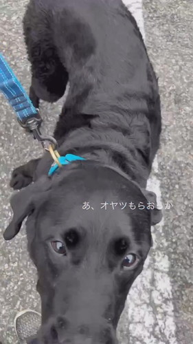 オヤツフェイントで乗車