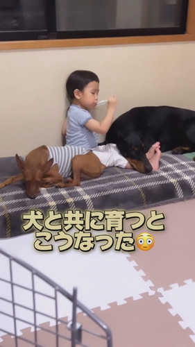 犬と子