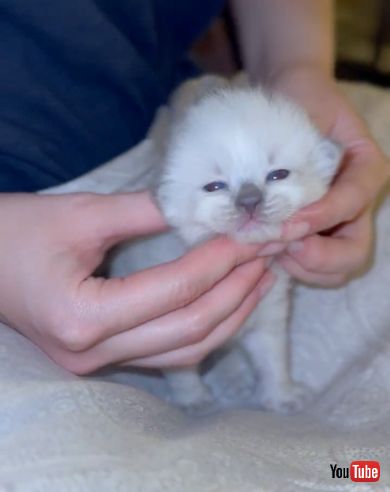 生後3週間のラグドールにマッサージ