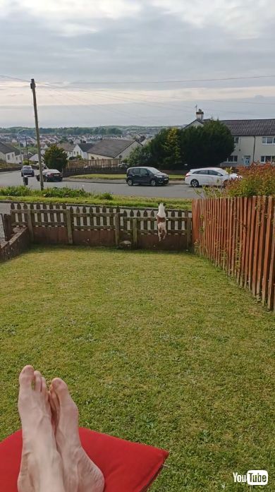 フェンスの前でジャンプする犬