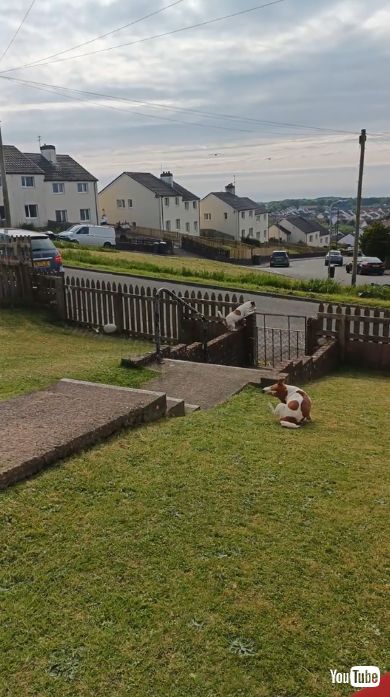 塀に登れることに気がついた犬