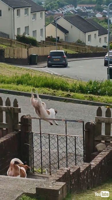 ジャンプしてフェンスを越える犬
