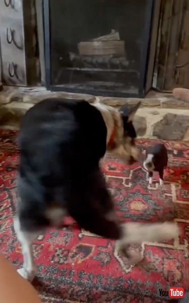 大好きなワンコと遊ぶ子豚