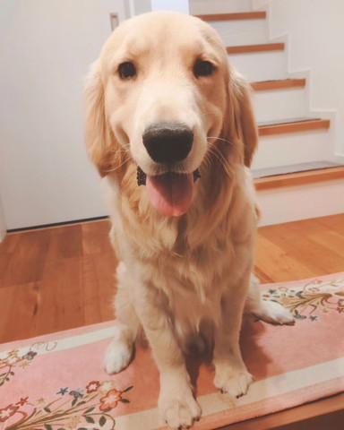 お座りするゴールデン