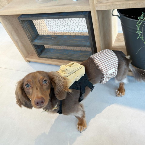 リュックしょってるワンコ