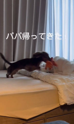 ぬいぐるみくわえて走るワンコ