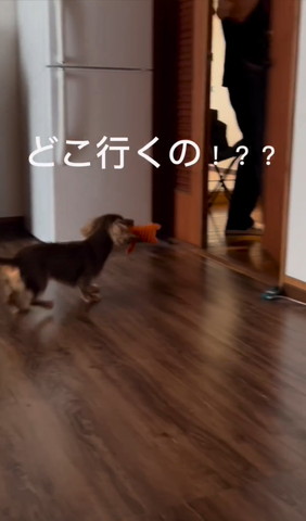 どこ行くのテロップ