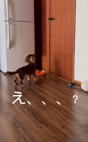 ドアを見つめるワンコ横にぬいぐるみ