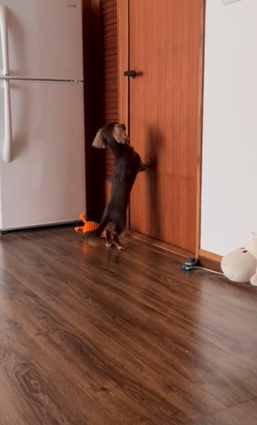 ドアにつかまり立ちワンコ