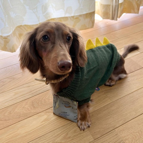 恐竜の洋服着てるワンコ