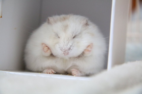 ほっぺた支えてるハム