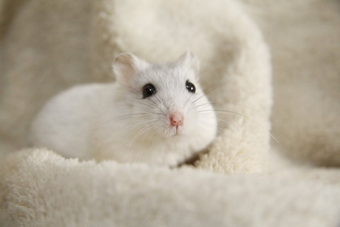 毛布にいるハムアップ