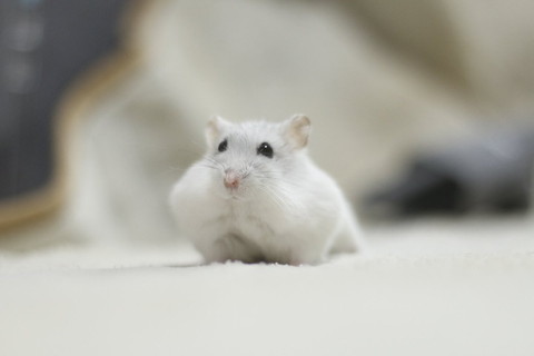 マッチョに見えるハム